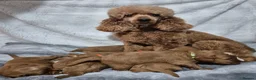 Cavapoo dogs for sale: Beautiful F1 Cavapoo puppies - Advert 16
