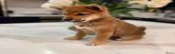 Japanese Shiba Inu dogs for sale: Exceptional Shiba Inu Puppies for Sale in London - Advert 14