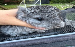 Chinchilla rodents for sale: Adorable tame chinchilla female kit - Image 3
