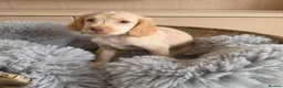 Cocker Spaniel dogs for sale: Working type Cocker spaniels- ready to leave now! - Advert 22
