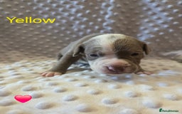 Mixed Breed dogs for sale: Old english bulldross cross american bulldog 😍❤️  - Advert 10