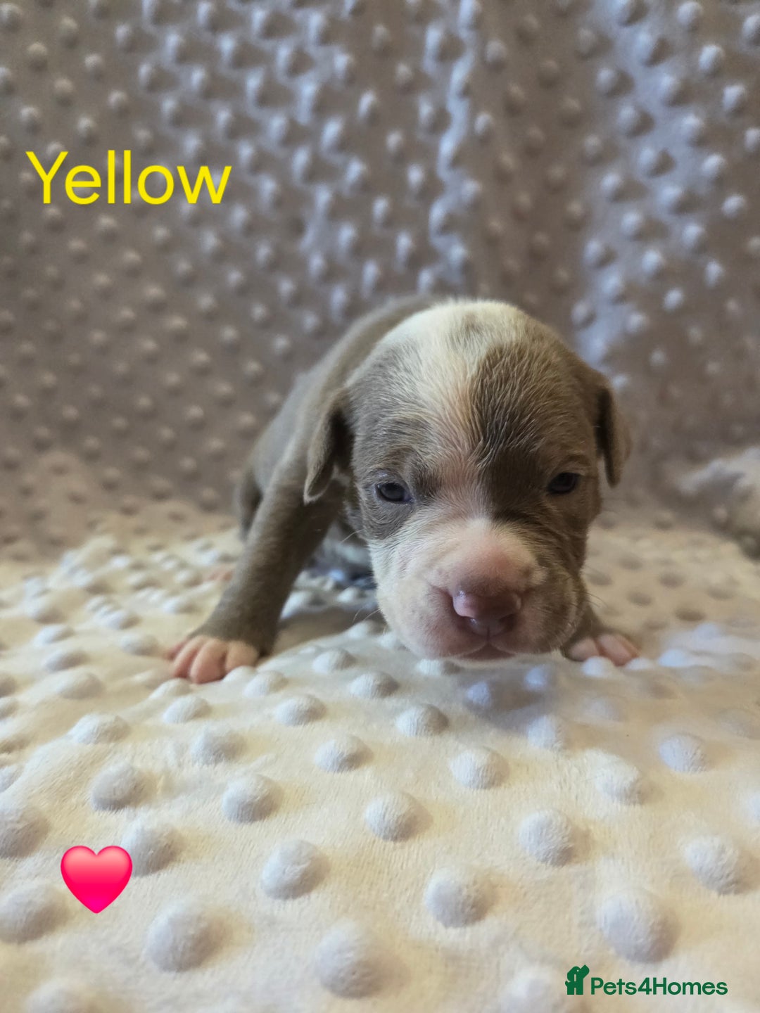 Mixed Breed dogs for sale: Old english bulldross cross american bulldog 😍❤️  - Advert 10