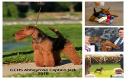 Welsh Terrier dogs for sale: Beautiful Champion Lines KC Welsh Terrier Puppies - Image 23
