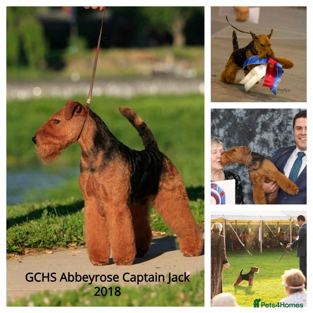 Welsh Terrier dogs for sale: Beautiful Champion Lines KC Welsh Terrier Puppies - Image 23