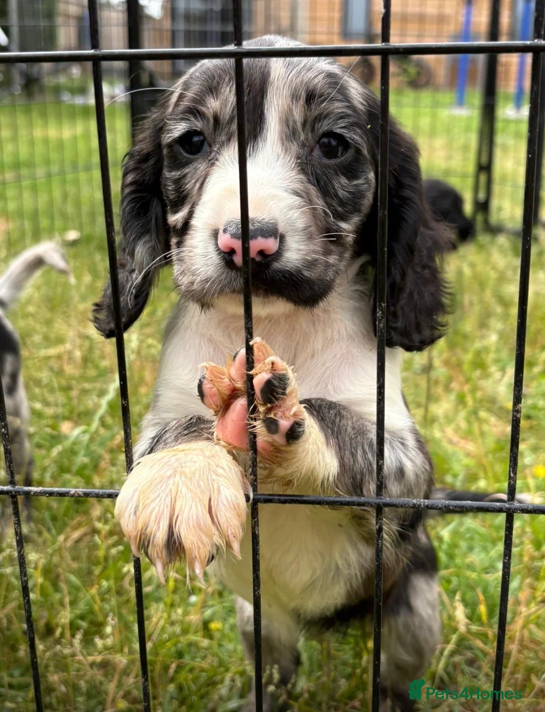 Cocker Spaniel dogs for sale: Cocker spaniel puppies - Advert 2