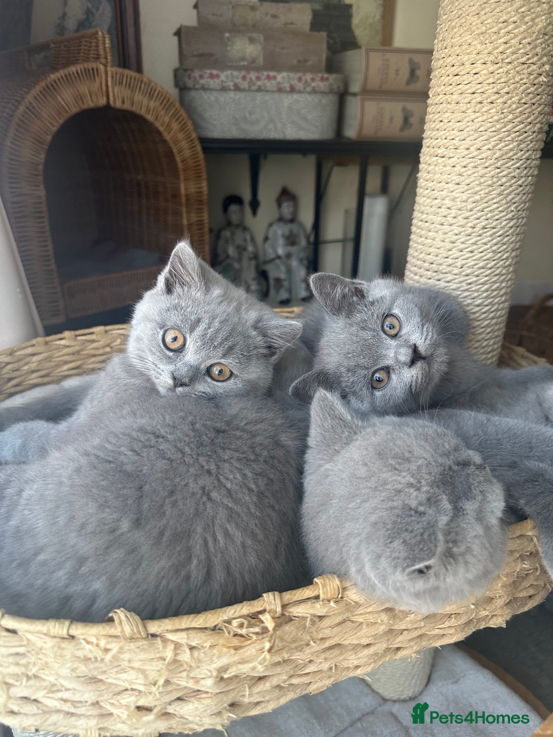 British Shorthair cats for sale: British Shorthair GCCF Registered Kittens  - Image 9