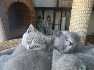 British Shorthair cats - Advert 6