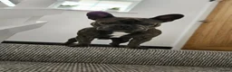 French Bulldog dogs for stud: Mrs loui  in Rowley Regis - Advert 7