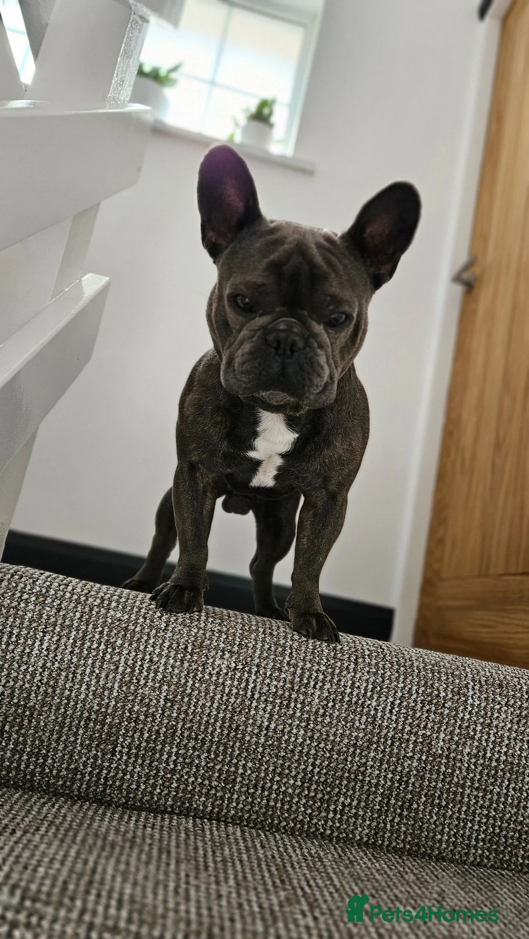French Bulldog dogs for stud: Mrs loui  in Rowley Regis - Advert 7