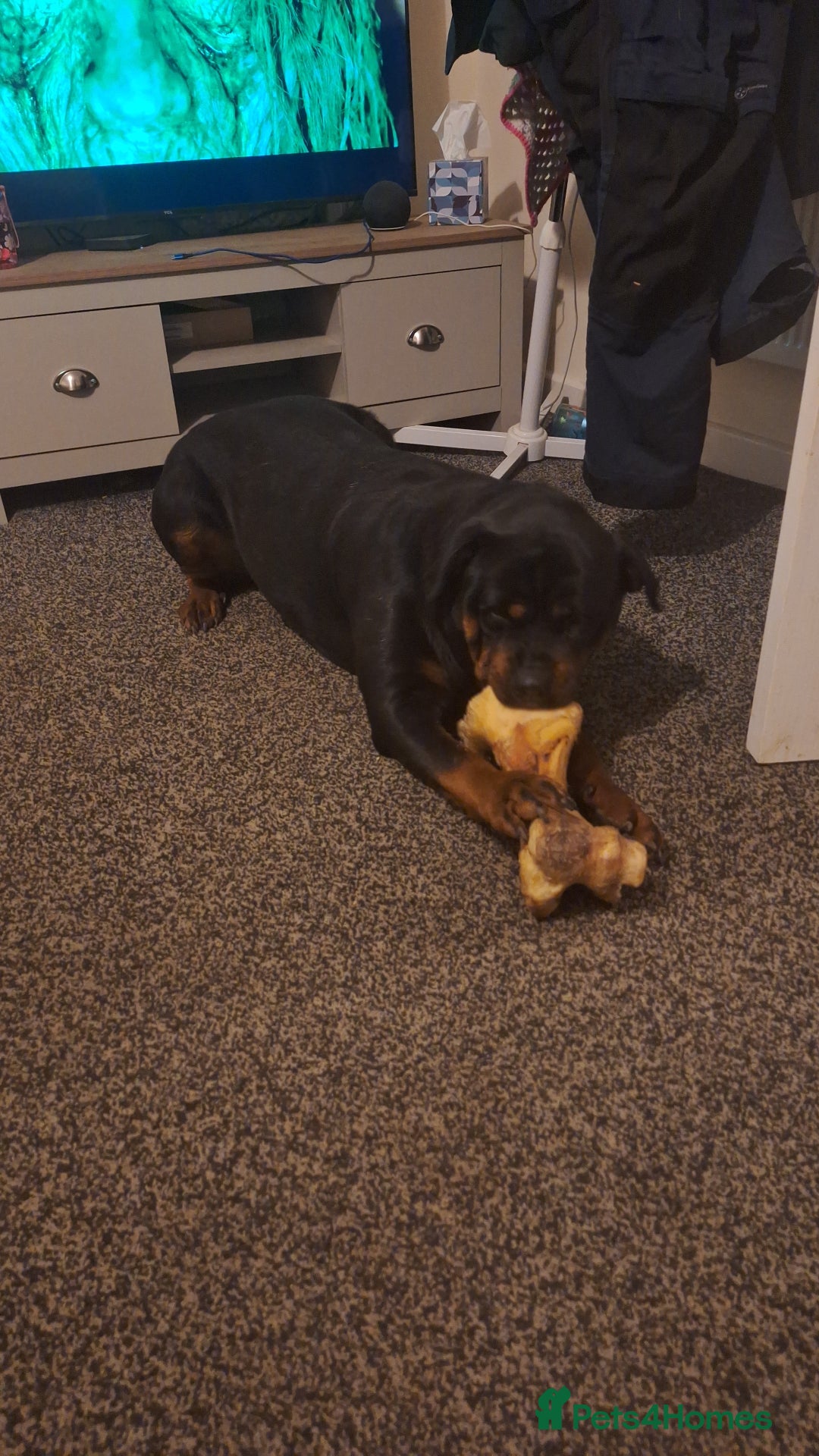 Rottweiler dogs for sale: Kc rottweiler puppies  - Image 29
