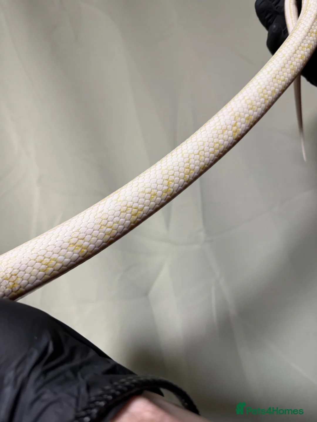 Corn Snake reptiles for sale: Corn snake breeding project  - Advert 7