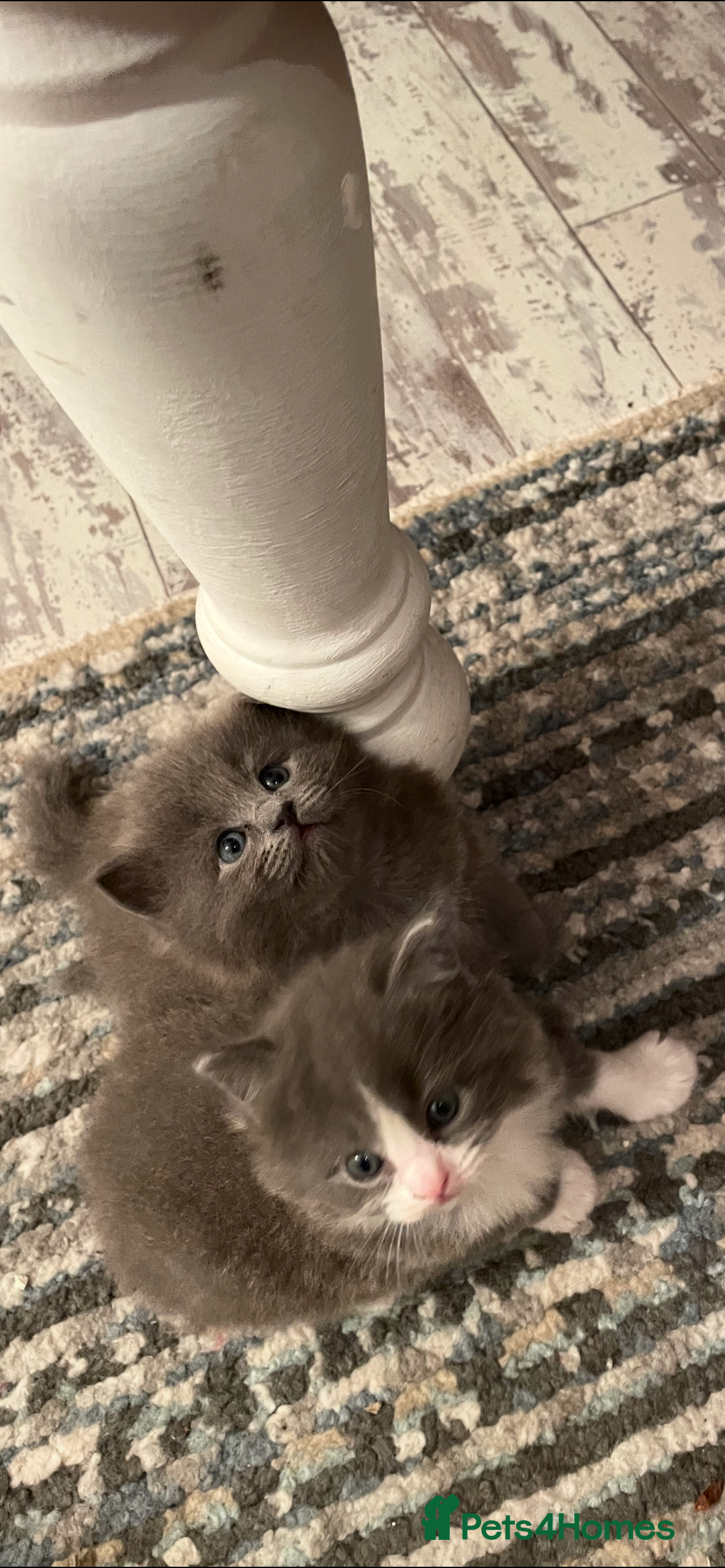 Ragdoll cats for sale: Beautiful Ragdoll kittens rare blue colour - Advert 3