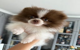 Pomeranian dogs for sale: Chocolate party & chocolate sable party Merle boys - Image 3
