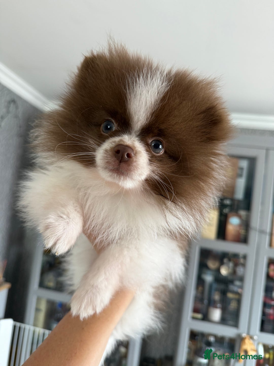 Pomeranian dogs for sale: Chocolate party & chocolate sable party Merle boys - Image 3