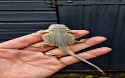 Bearded Dragon reptiles for sale: Pogona vitticeps + vitticeps/Barbata hybrids - Image 4