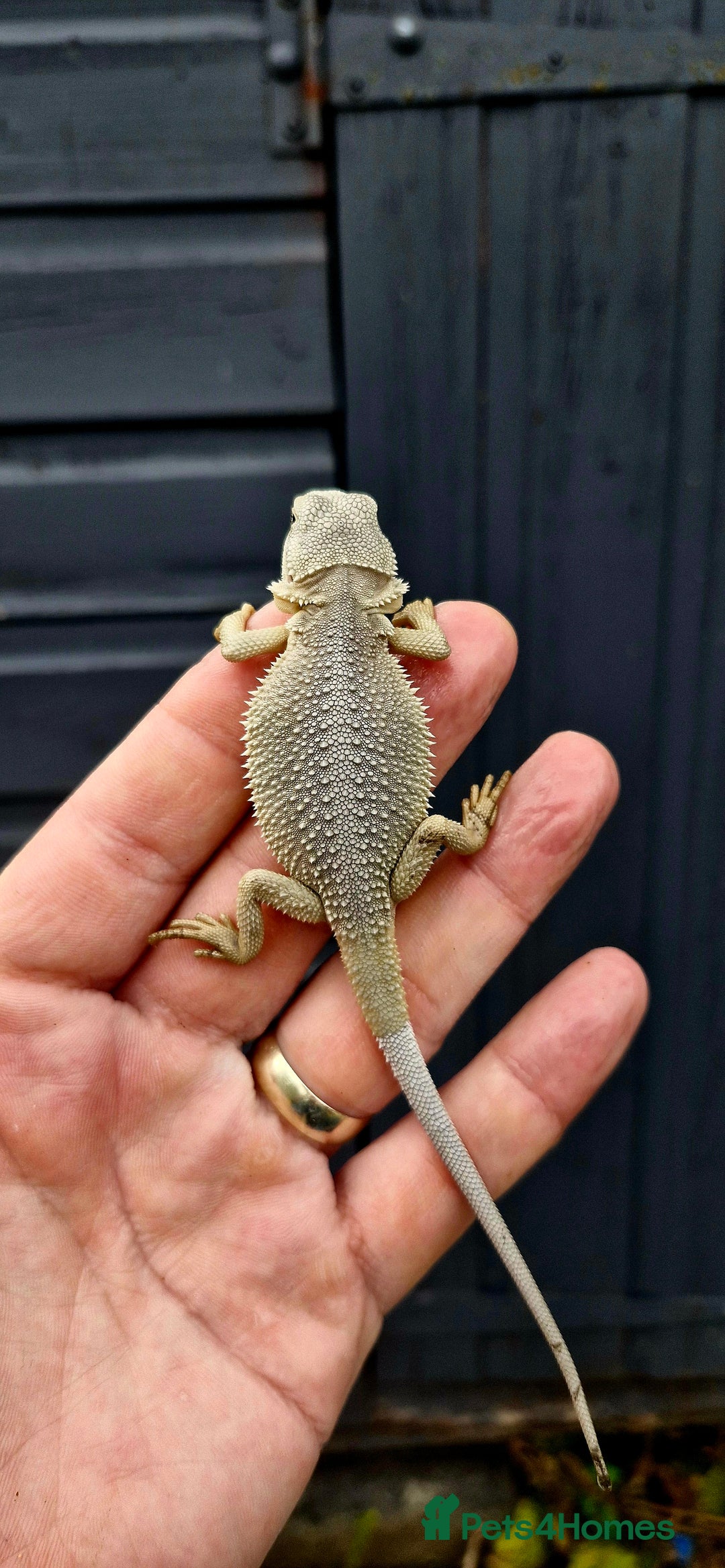 Bearded Dragon reptiles for sale: Pogona vitticeps + vitticeps/Barbata hybrids - Image 4