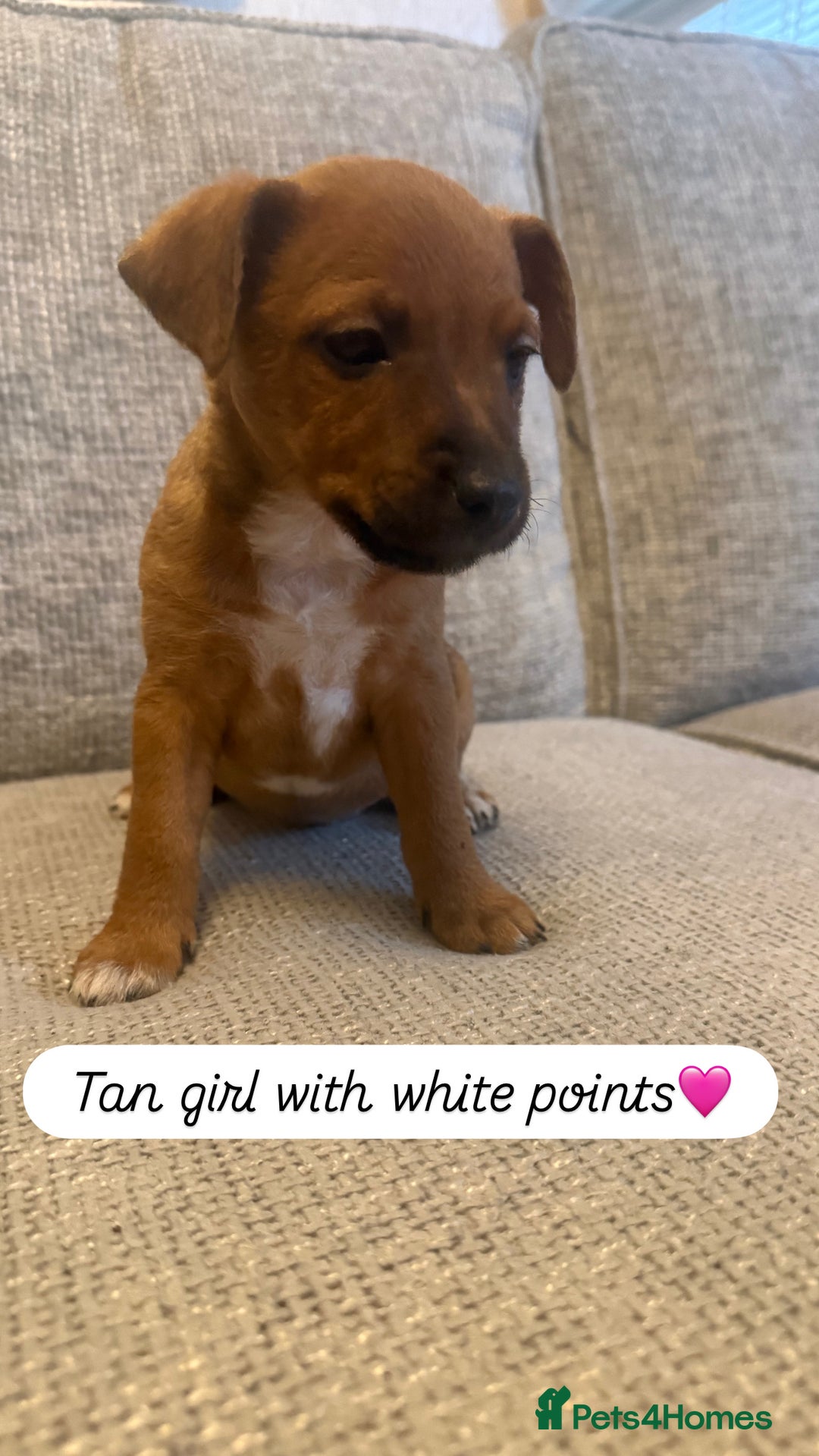 Jack Russell dogs for sale: 5 Jack Russell puppies - Advert 10