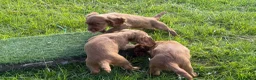 Cocker Spaniel dogs for sale: FTCH CHAMPION WORKING COCKERS  in Nottingham - Advert 8