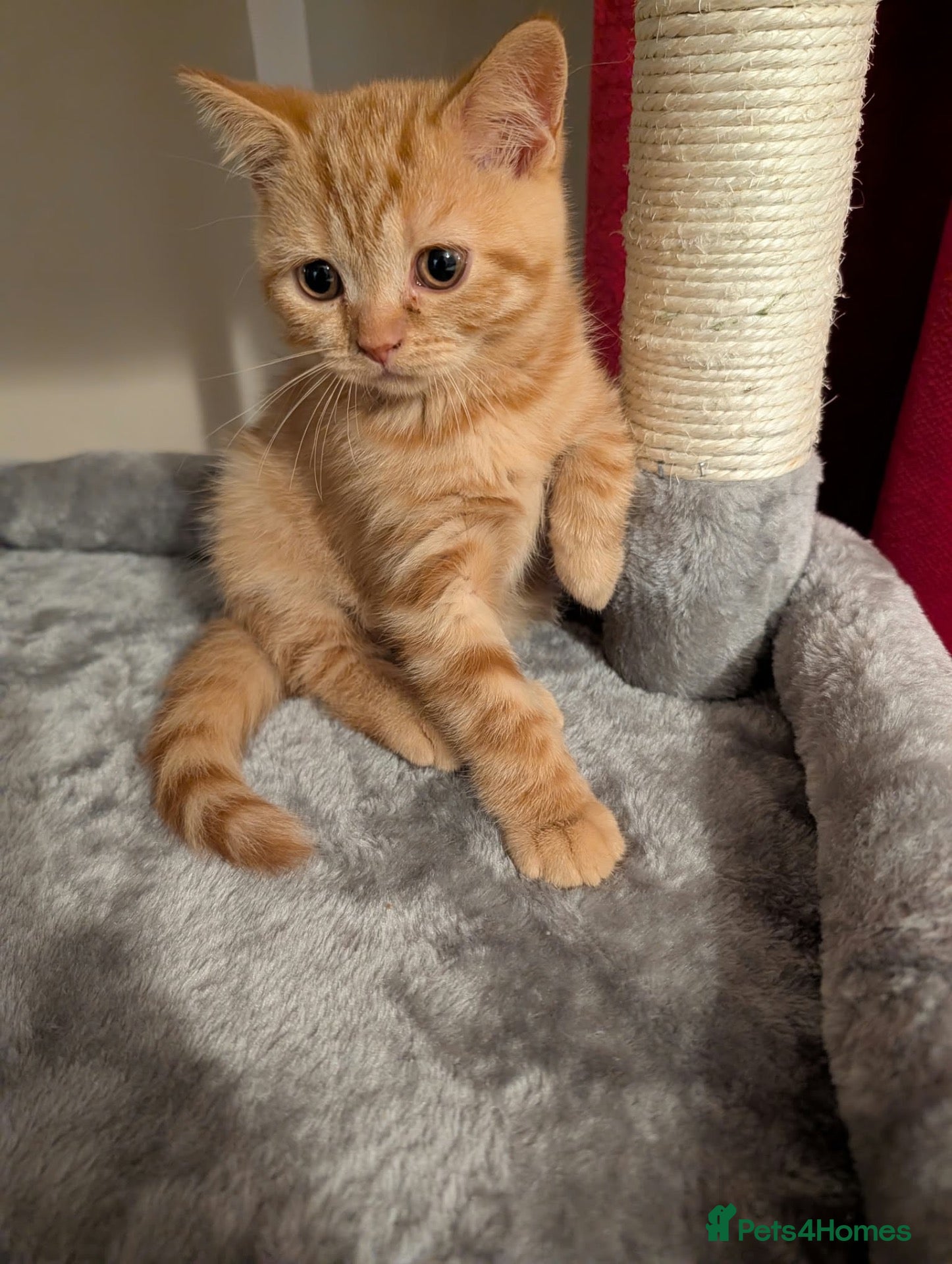 British Shorthair cats for sale: 3 British shorthair ready go to  new home ❤️❤️ - Advert 2
