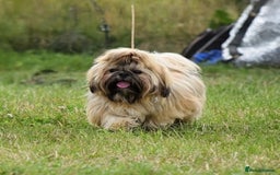 Shih Tzu dogs for stud: Show Quality Boy At Stud in Wakefield - Advert 8