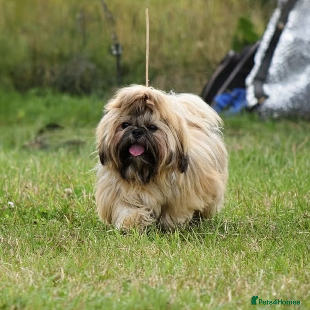 Shih Tzu dogs for stud: Show Quality Boy At Stud in Wakefield - Advert 8