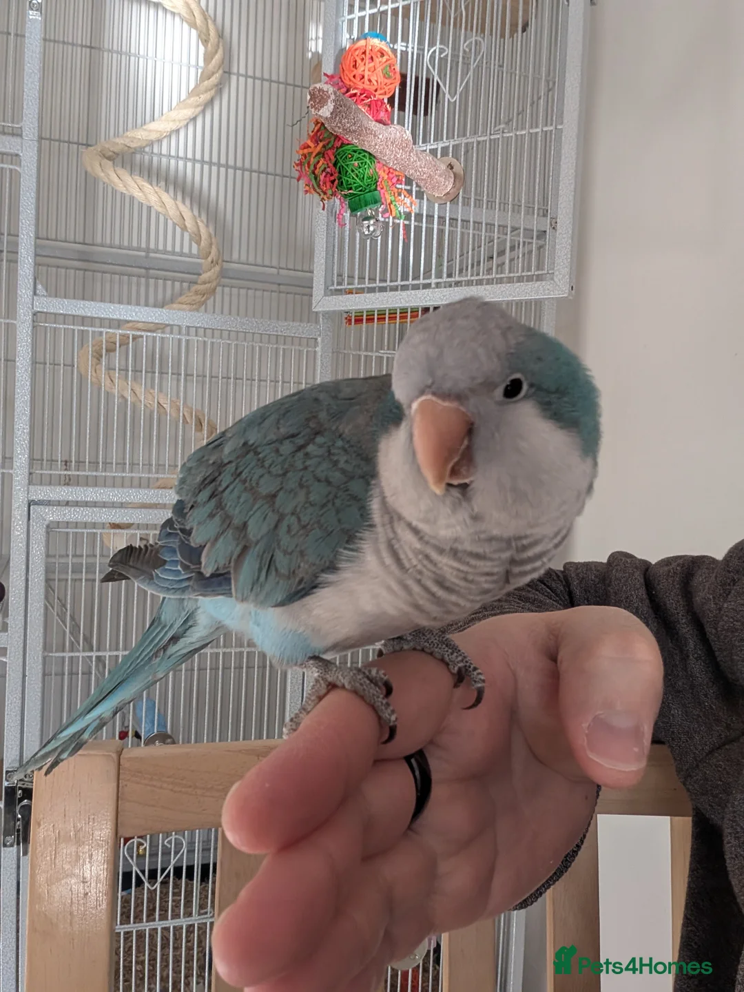 Mixed Breed birds for sale: Heartbreaking Rehoming – Quaker Parrot (Female) 💙 - Advert 2