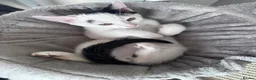 Domestic Shorthair cats for sale: Kittens for sale - Advert 2