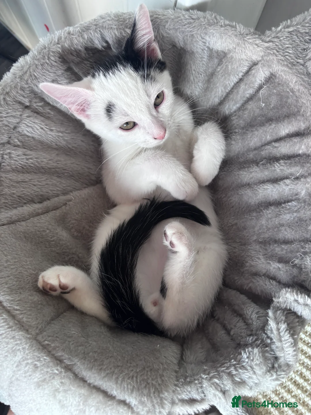 Domestic Shorthair cats for sale: Kittens for sale - Advert 2