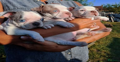 Boston Terrier dogs - Advert 9