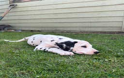 Dalmatian dogs for sale: Dalmatian  - Image 2