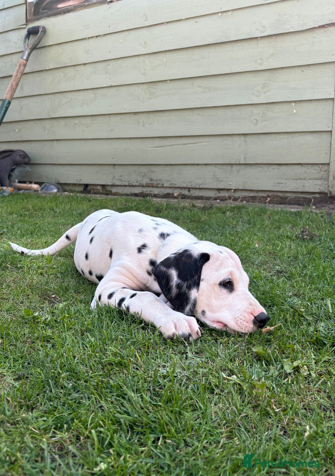Dalmatian dogs for sale: Dalmatian  - Image 2