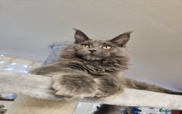Maine Coon cats for sale: 🔥*Stunning Litter of 8💎Solid Blue Maine Coon*🔥  - Image 18