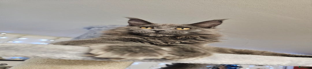 GUSTAV of The Blue Kingdom 