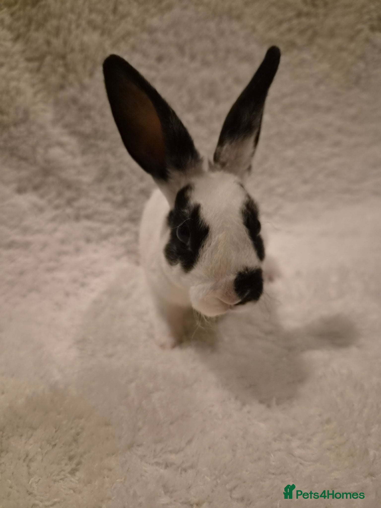 Rex rabbits 4 rex rabbits for sale  - Advert 1