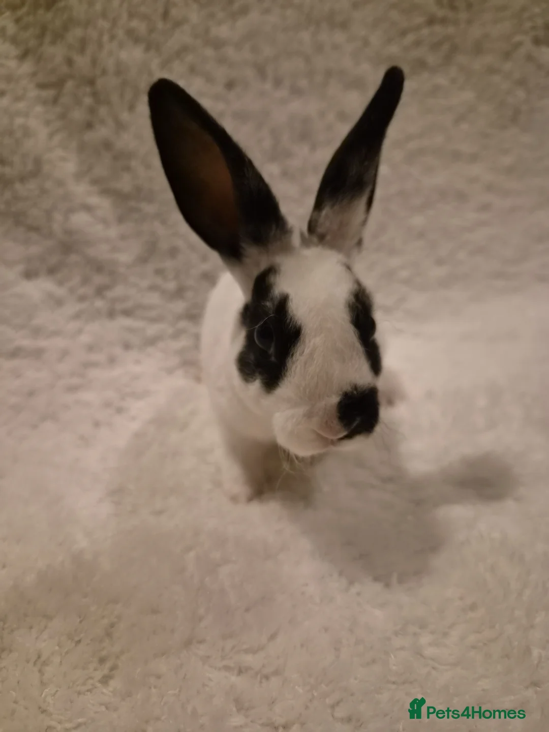 Rex rabbits for sale: 4 rex rabbits for sale  - Advert 1