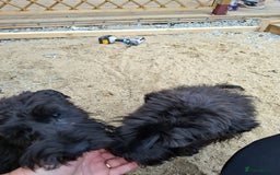 Miniature Schnauzer dogs for sale: Milo & Trent - Image 7
