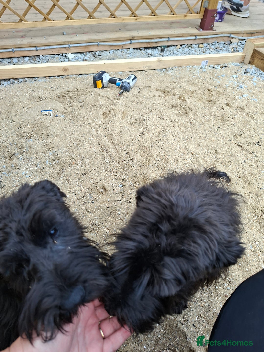 Miniature Schnauzer dogs for sale: Milo & Trent - Image 7