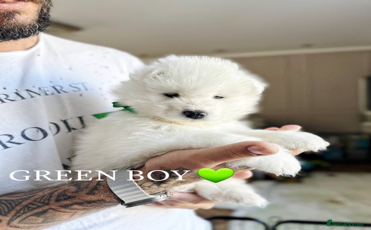 Samoyed dogs - Advert 1