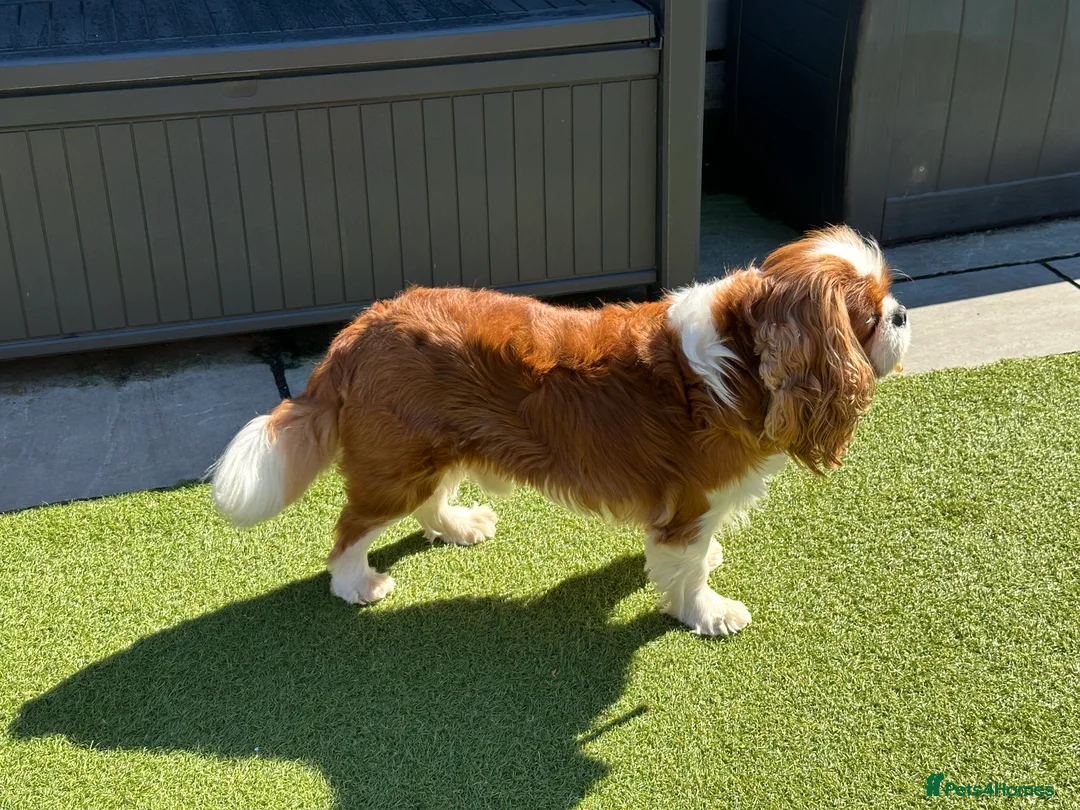 Cavalier King Charles Spaniel dogs for stud: KC Reg Health Tested Excellent Pedigrees for STUD in Nottingham - Advert 12
