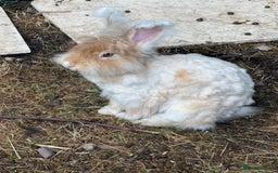 Angora rabbits for sale: Indoor raised Angora~ vaccinated  - Image 10