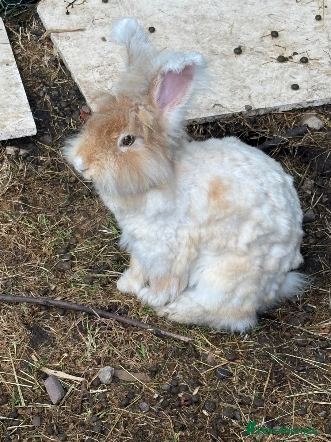 Angora rabbits for sale: Indoor raised Angora~ vaccinated  - Image 10
