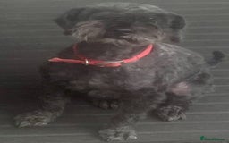 Mixed Breed dogs for sale: 🐾🐶Schnauzer/ Schnoodles 🐶🐾 - Image 14