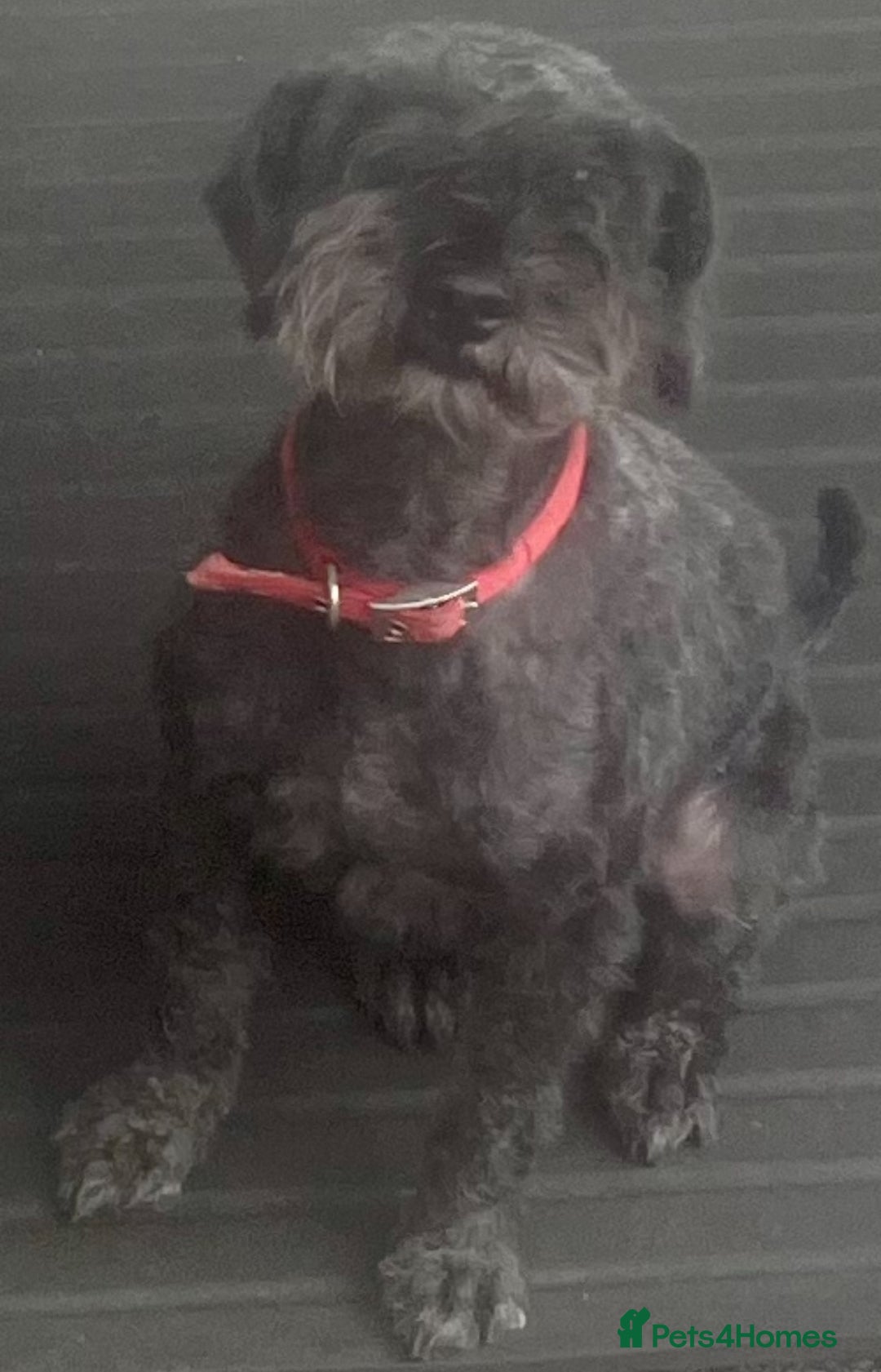 Mixed Breed dogs for sale: 🐾🐶Schnauzer/ Schnoodles 🐶🐾 - Image 14