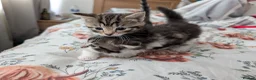 Mixed Breed cats for sale: 3 gorgeous kittens  - Advert 8