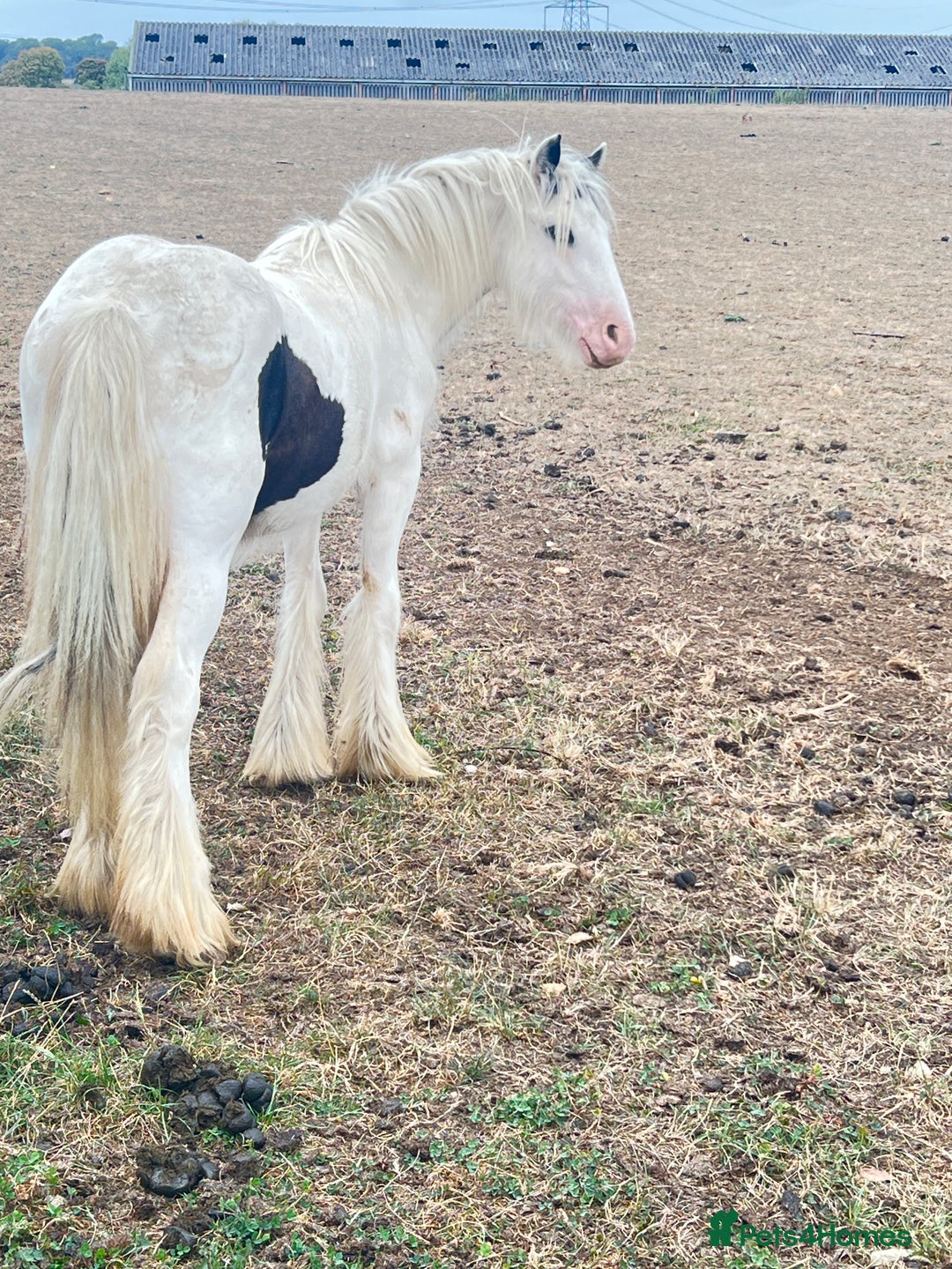 Welsh Section A horses for sale: Welsh cob  - Image 3