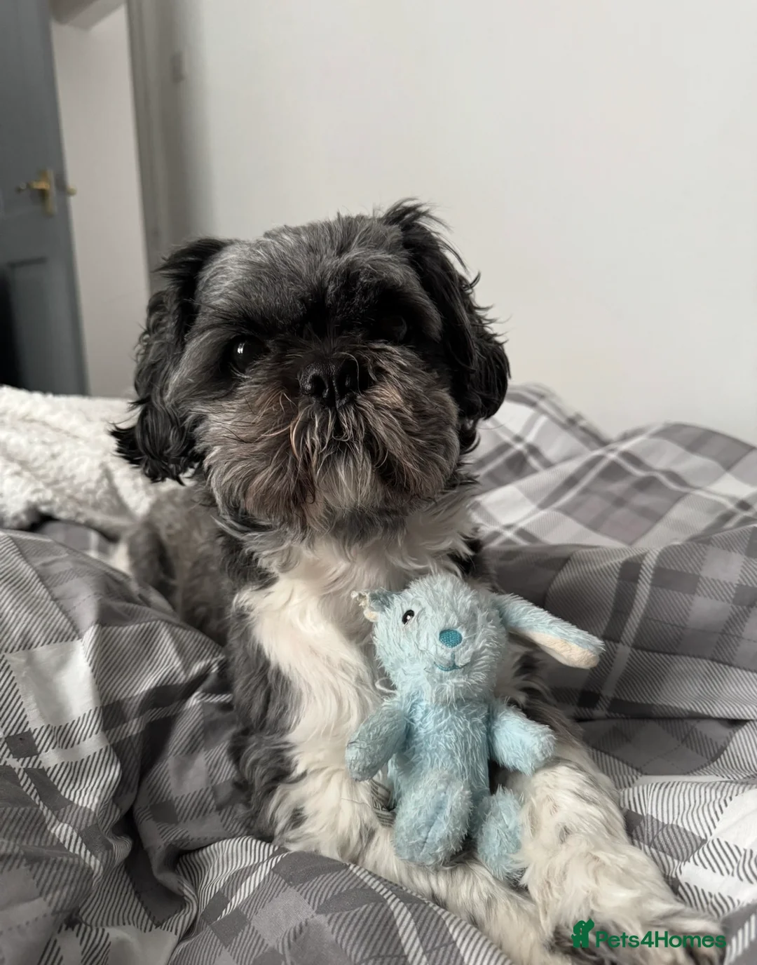 Shih Tzu dogs for stud: Shih Tzu boy for stud  - Advert 4