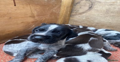 German Wirehaired Pointer dogs - Advert 4