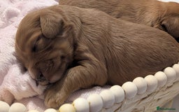 Cavapoo dogs for sale: Rare extensively health tested F1 cavapoos  - Image 14