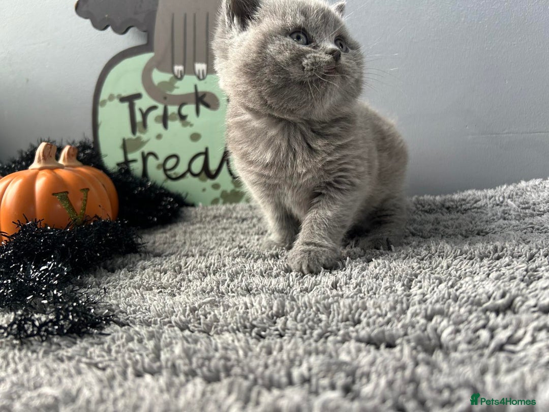 British Shorthair cats for sale: Beautiful British Shorthair Kittens - Image 10
