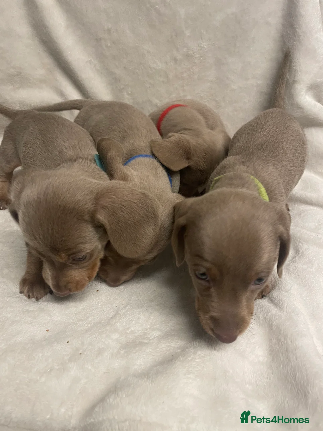 Dachshund dogs for sale: Isabella and tan miniature dachshunds  - Advert 15